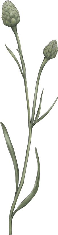 Ornaments